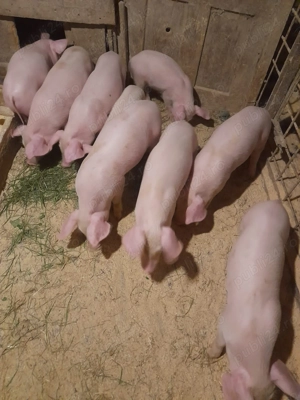 vand purcei - imagine 2 vand purcei - imagine 2