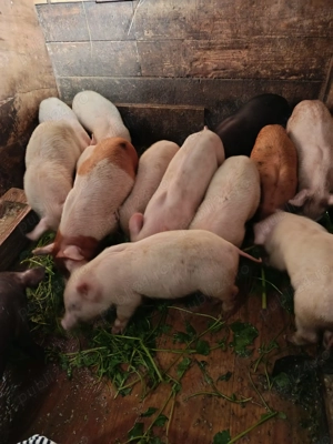 Purcei de vânzare în Petroșani 