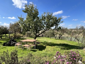 Casă îngrijită, teren generos, aproape de Bucuresti   Vasilati - imagine 4