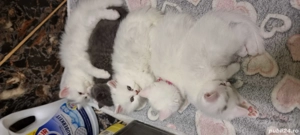 pentru iubitorii de animale