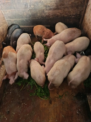 Purcei de 6 săptămâni  - imagine 2