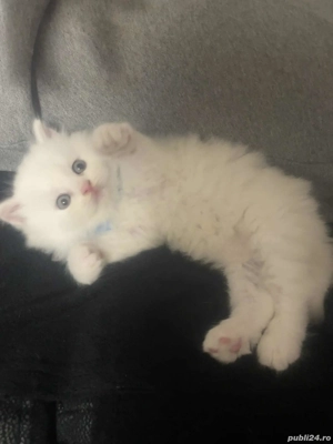 pentru iubitorii de animale - imagine 2