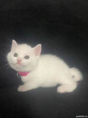 pentru iubitorii de animale - imagine 5