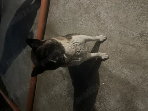 Akita inu  cu Pedigri