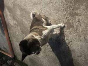 Akita inu  cu Pedigri - imagine 2 Akita inu  cu Pedigri - imagine 2