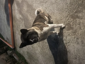 Akita inu  cu Pedigri - imagine 3 Akita inu  cu Pedigri - imagine 3