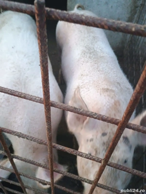 porci de vanzare  - imagine 4