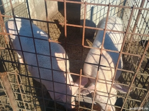 porci de vanzare  - imagine 3