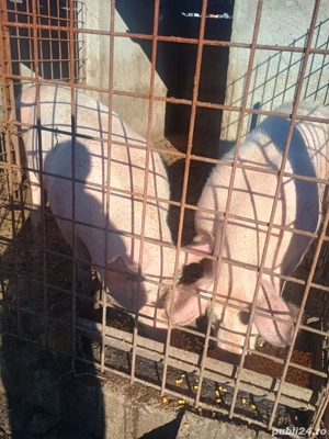 porci de vanzare  - imagine 5