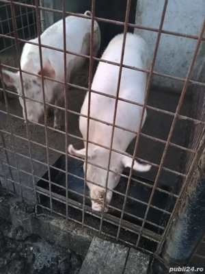 porci de vanzare  - imagine 2