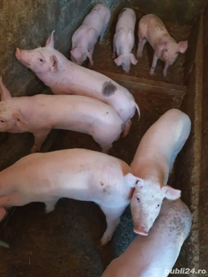 Purcei de vanzare