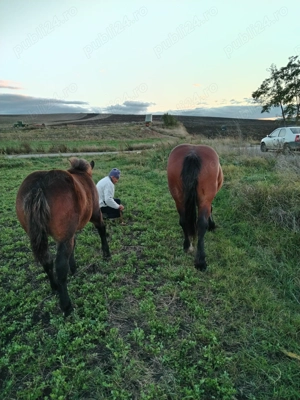 Mânz de vanzare - imagine 2