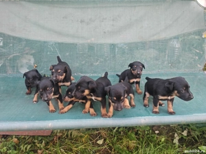 Micii vânători - imagine 3