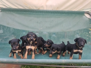 Micii vânători - imagine 2