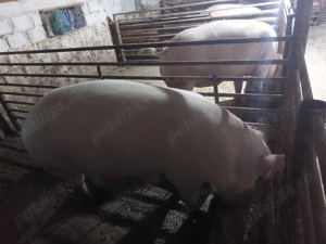 Porci rasa Pietran cu Marele Alb 