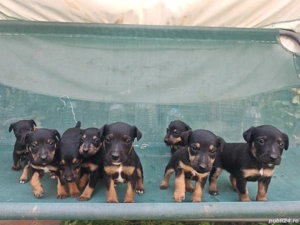 Micii vânători - imagine 4