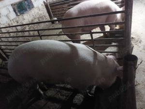 Porci rasa Pietran cu Marele Alb  - imagine 2