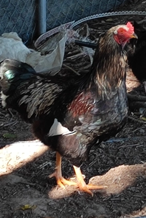 Cocosi taranesti - imagine 2