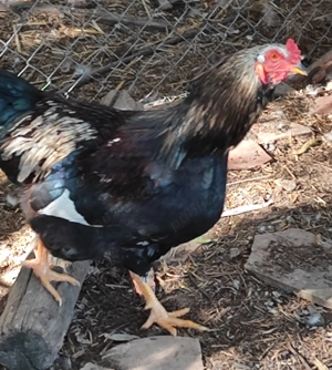 Cocosi taranesti - imagine 3