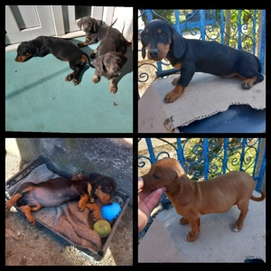 Căței Teckel Blue  , Negru cu pete de foc ,Maro (tekel , Dachshund, soricer, techel)