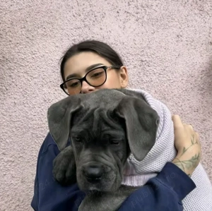 Căței Cane Corso,2 luni, cu Pedigree+ - imagine 2