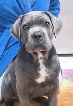 Căței Cane Corso,2 luni, cu Pedigree+ - imagine 4