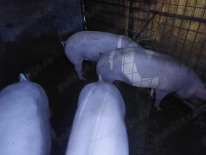 Vând porci rasa Landrace și Pietran cu Marele Alb 