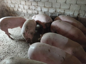 Vând porci rasa Landrace și Pietran cu Marele Alb  - imagine 2