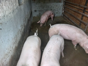 Vând porci rasa Landrace și Pietran cu Marele Alb  - imagine 3