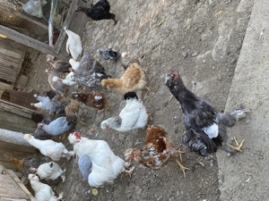 Gaini și cocoși disponibili mari si pitice 