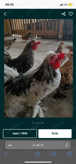 Gaini și cocoși disponibili mari si pitice  - imagine 2