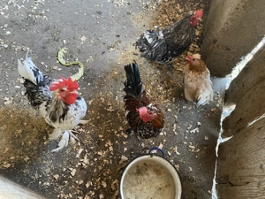 Gaini și cocoși disponibili mari si pitice  - imagine 3