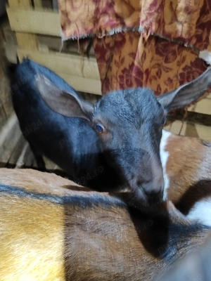 Tapisor Murciano 6 luni