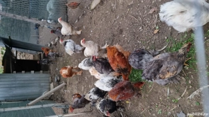 Cocoși brahma  - imagine 3