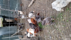 Cocoși brahma  - imagine 5