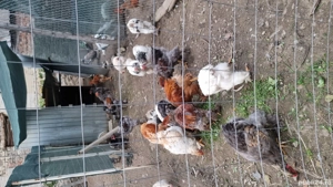 Cocoși brahma  - imagine 2