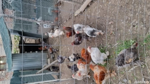 Cocoși brahma  - imagine 4