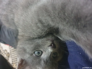 Vând puiuț albastru de rusia