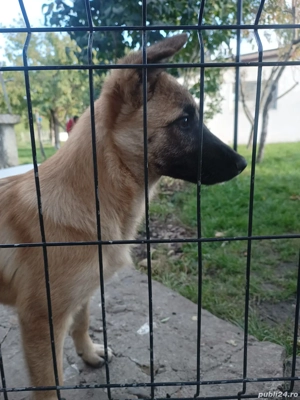 Donez cățelușă Ciobănesc German   7 luni - imagine 3