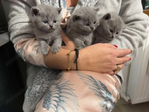 Pui de British Shorthair caută familii iubitoare! - imagine 4