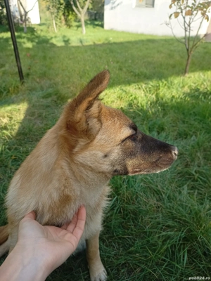 Donez cățelușă Ciobănesc German   7 luni