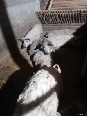 Porci de vanzare - imagine 2 Porci de vanzare - imagine 2