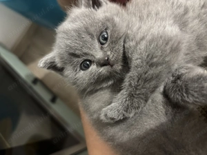 Pui de British Shorthair caută familii iubitoare! - imagine 5