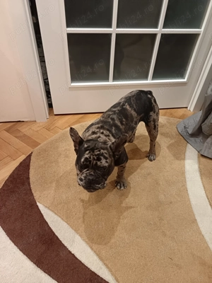 Kuki buldog francez caută iubita !!! - imagine 3