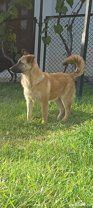 Donez cățelușă Ciobănesc German   7 luni - imagine 2