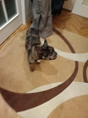 Kuki buldog francez caută iubita !!!