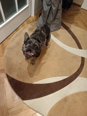 Kuki buldog francez caută iubita !!! - imagine 2