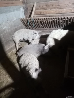 Porci de vanzare - imagine 4 Porci de vanzare - imagine 4