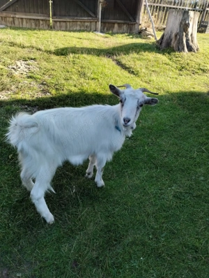 Două capre și un țăpușor 