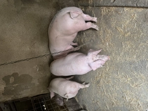 Porci de vânzare ! - imagine 2